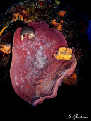 This image of an Elephant Ear Sponge was taken during a d... by Steven Anderson 